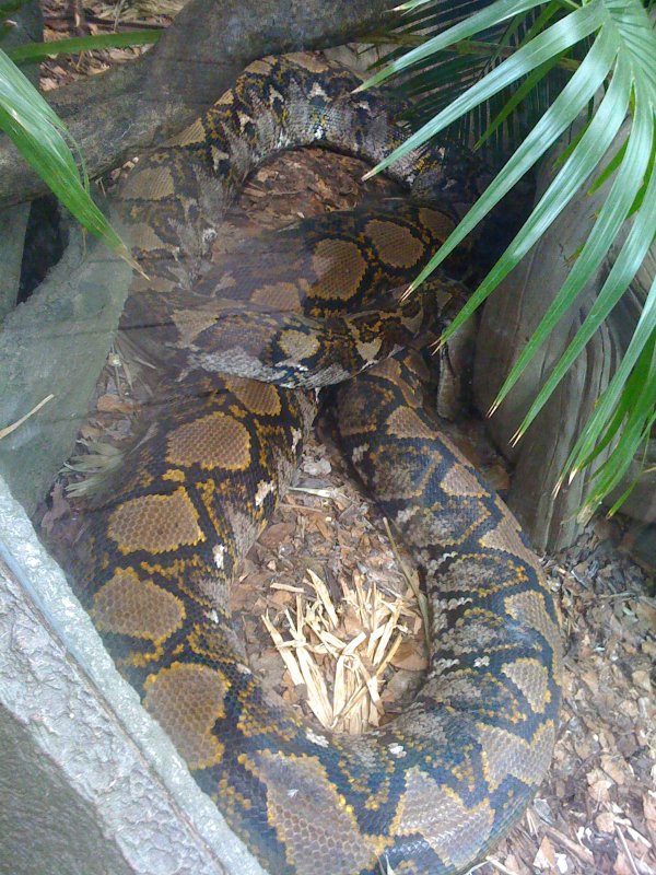 Chester Zoo Photos Inc Giant 20ft+ Reticulated Python...... Reptile