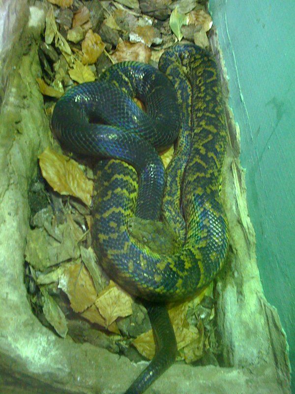 Chester Zoo Photos Inc Giant 20ft+ Reticulated Python...... Reptile